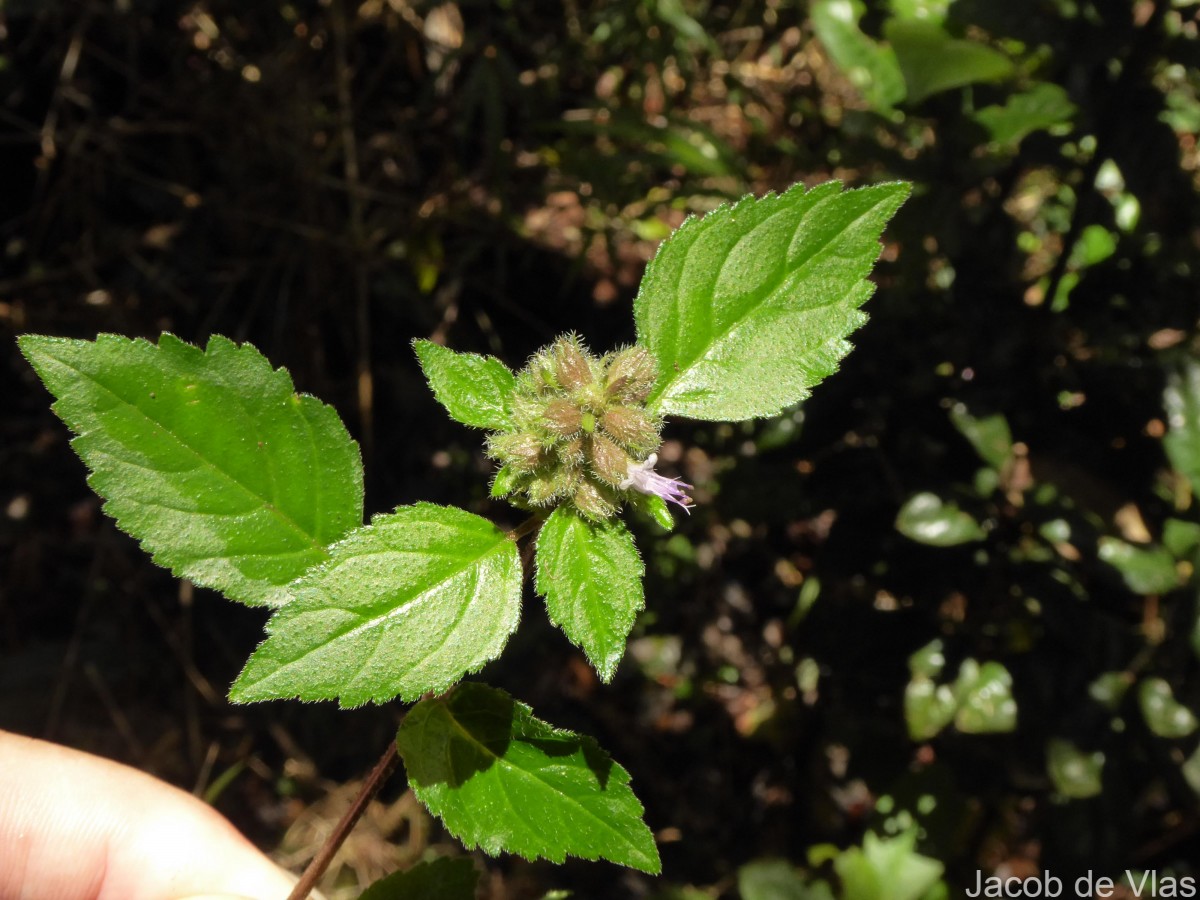 Pogostemon hirsutus Benth.